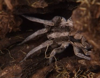 P-WOLF SPIDER OUTBREAK_00.00.40.17_1491522681939-402429.png