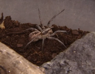 P-WOLF SPIDER OUTBREAK_00.00.47.29_1491522691966-402429.png