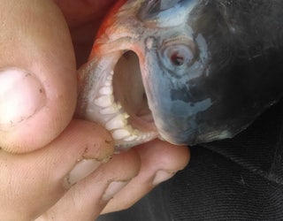 PACU CAUGHT IN LAKE ST CLAIR 2_1468685757058-65880.jpg