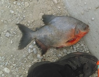 PACU CAUGHT IN LAKE ST CLAIR_1468685760815-65880.jpg