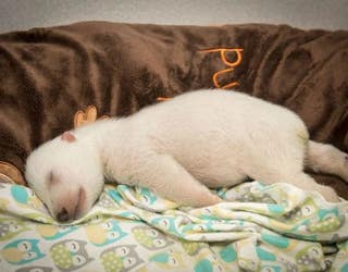 POLAR BEAR CUB 2_1449878888009-401385.jpg