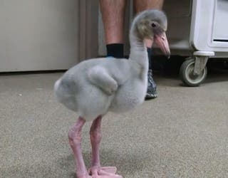 Pair_of_flamingo_babies_debut_0_20180709115450-401385