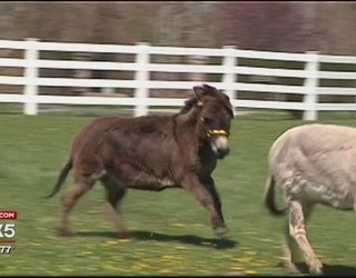 Pet__donkeys_0_20160418233742