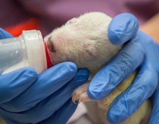 Polar Bear Cub_1449878947739-401385