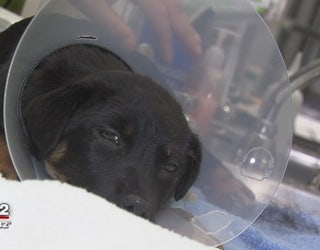 Puppy_recovering_after_being_found_in_du_0_20180410022705-65880