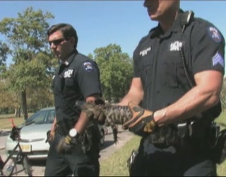 Queens_alligator_2_20150915214157