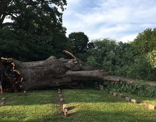 RebeccaGowerFerguson_Tree1_060719_1559921020583.jpg