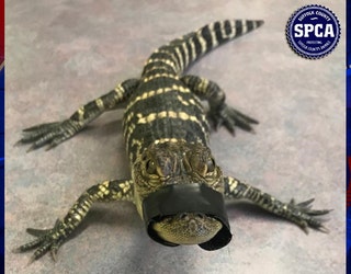 SCSCPA_ALLIGATOR_HAUPPAUGE_1_011619_1547665992558.jpg