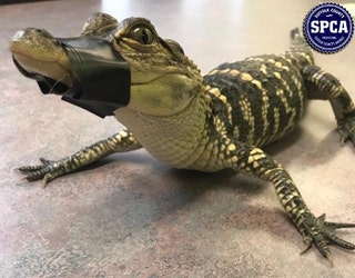 SCSCPA_ALLIGATOR_HAUPPAUGE_2_011619_1547665992535.jpg