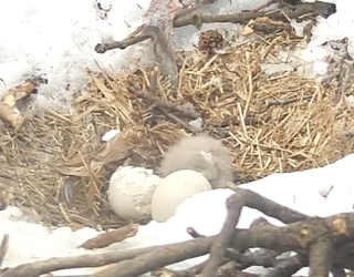 Baby eaglet hatches in SE DC-401720
