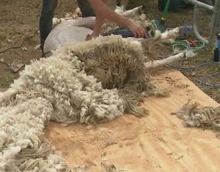 Shearing_sheep_0_20190326010055