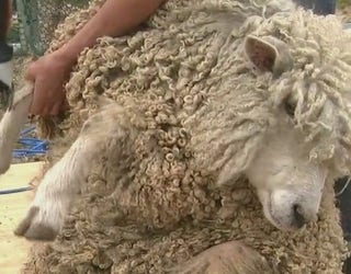 Shearing_sheep_for_arts_and_crafts_0_20190326023009