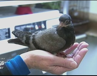 Smart_pigeons_0_20161010225518