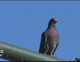 Smart_pigeons_1_20161010225510