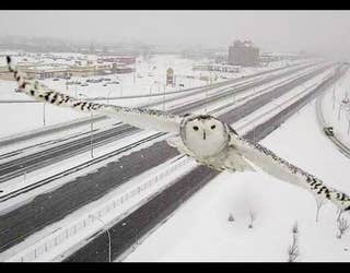 Snowy_Owl3-401720.jpg
