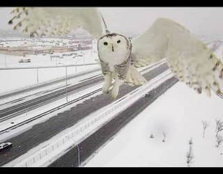 SnowyOwl4-401720.jpg