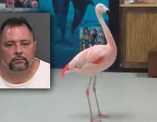 man attacks flamingo-401385.jpg
