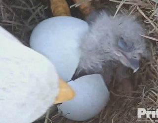 eaglet-401385.jpg