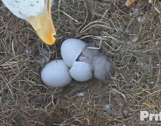 eaglet 2-401385.jpg