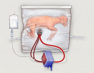 System-with-lamb_1493147283880.jpg