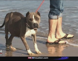 Terminally_ill_dog_gets_to_live_out_his__0_20160204032951-408795