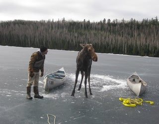 The moose whisperer Dave Seaton of Hungry Jack Outfitters - photo by Jim Morrison_1491857498680-409162.jpeg