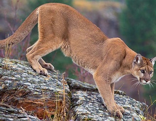USFS_MOUNTAIN_LION_COUGAR_020519_1549408902778.jpg