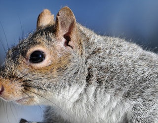 USFWS_GRAY_SQUIRREL_FILE_031419_1552593521813.jpg