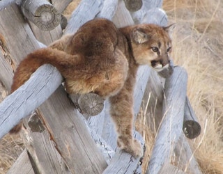 USFWS_MOUNTAIN_LION_JUVENILE_020519_1549409448128.jpg