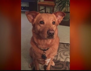Veteran_needs_help_finding_missing_servi_0_20160706023949-405538