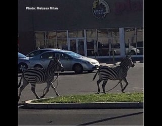 Zebras 2_1447616178908-401096.jpg