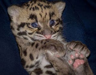 Leopard Cubs #10_1460133397293-401385.jpg
