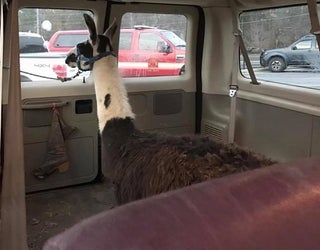 Llama In Van_1483569908867-404959.jpg