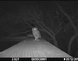 baby owl_1558115579917.jpg-403440.jpg