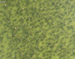 cownose rays st pete saturday.00_00_30_29.Still001_1550521002632.jpg-401385.jpg