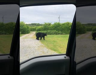 bear ri_1559144698630.jpg-402429.jpg