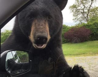 bear window_1559144667571.jpg-402429.jpg