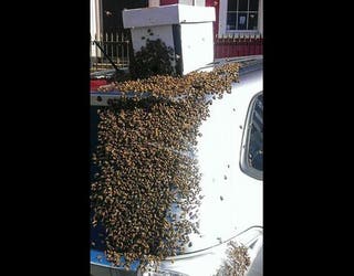 bees1_1464189805756-404959.jpg
