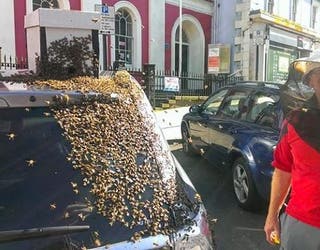 bees_1464189805589-404959.jpg
