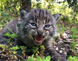 bobcat-kitten-2_1555709967114-407068.jpg
