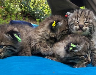bobcat-kittens-3_1555709969531-407068.jpg
