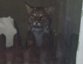 bobcat1_1496971006005.jpg