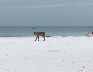 bobcat2a_1497552138121-401385.jpg