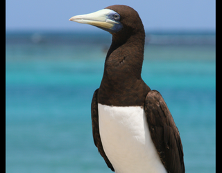 booby_1510163472609-405538.PNG