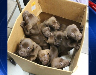 boxofchocolates_web_1478866932356-401385.jpg