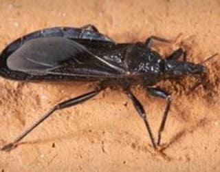 bug1_1448512906281-407068.JPG