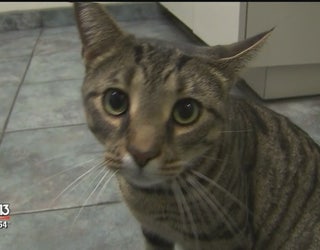 Cat_from_Michigan_found_in_Florida_0_20190106051102-401385