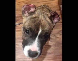 puppyr_1554486629985-402429.jpg