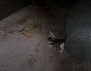 cat-fights-off-coyote-in-Altadena-1_1558555433386-407068.jpg