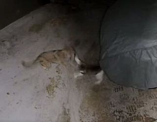 cat-fights-off-coyote-in-Altadena_1558555433386-407068.jpg